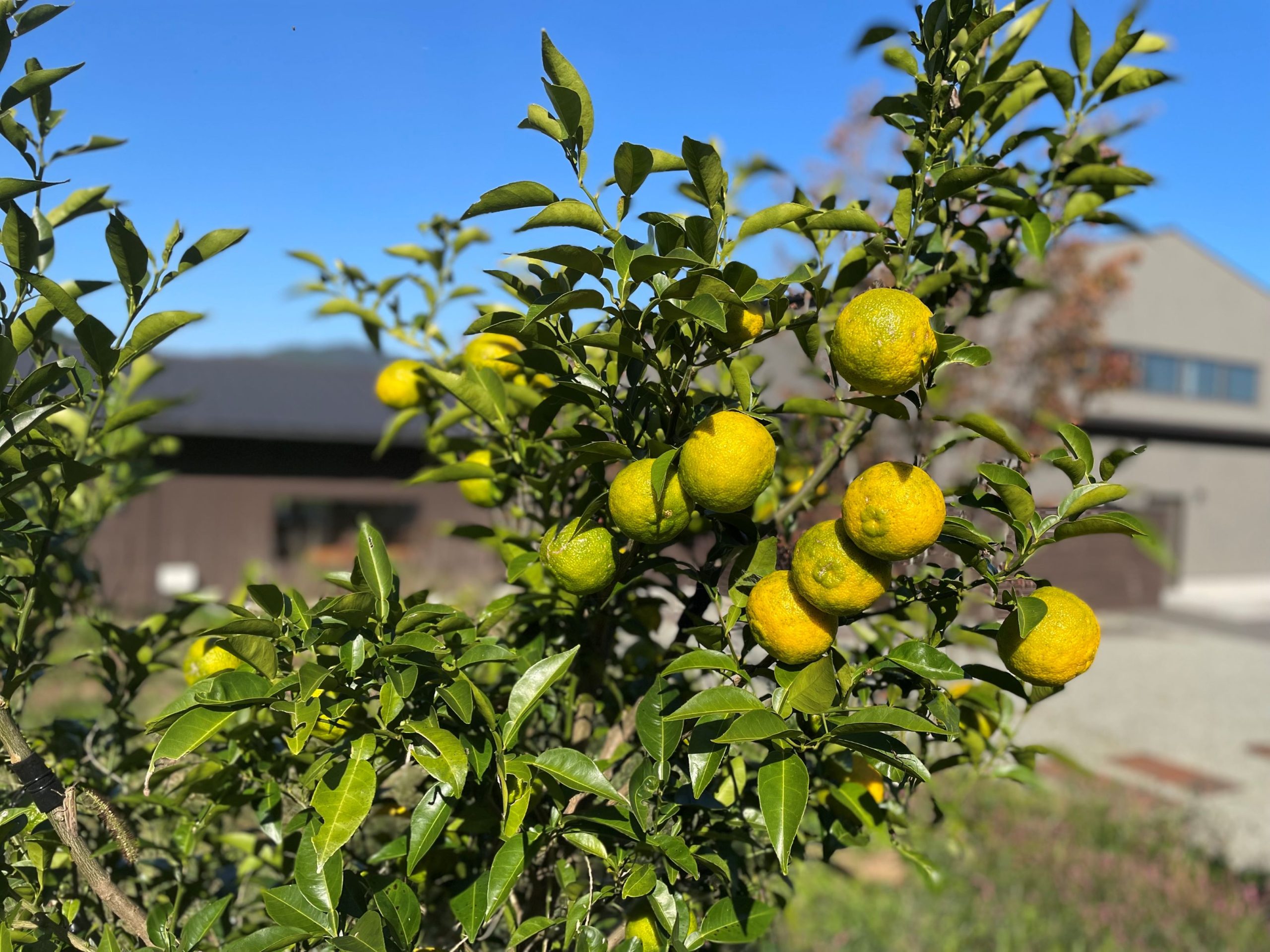 ゆず/柚子 苗木 花ゆず 蕾付き 完全無農薬 アゲハ蝶餌 果樹