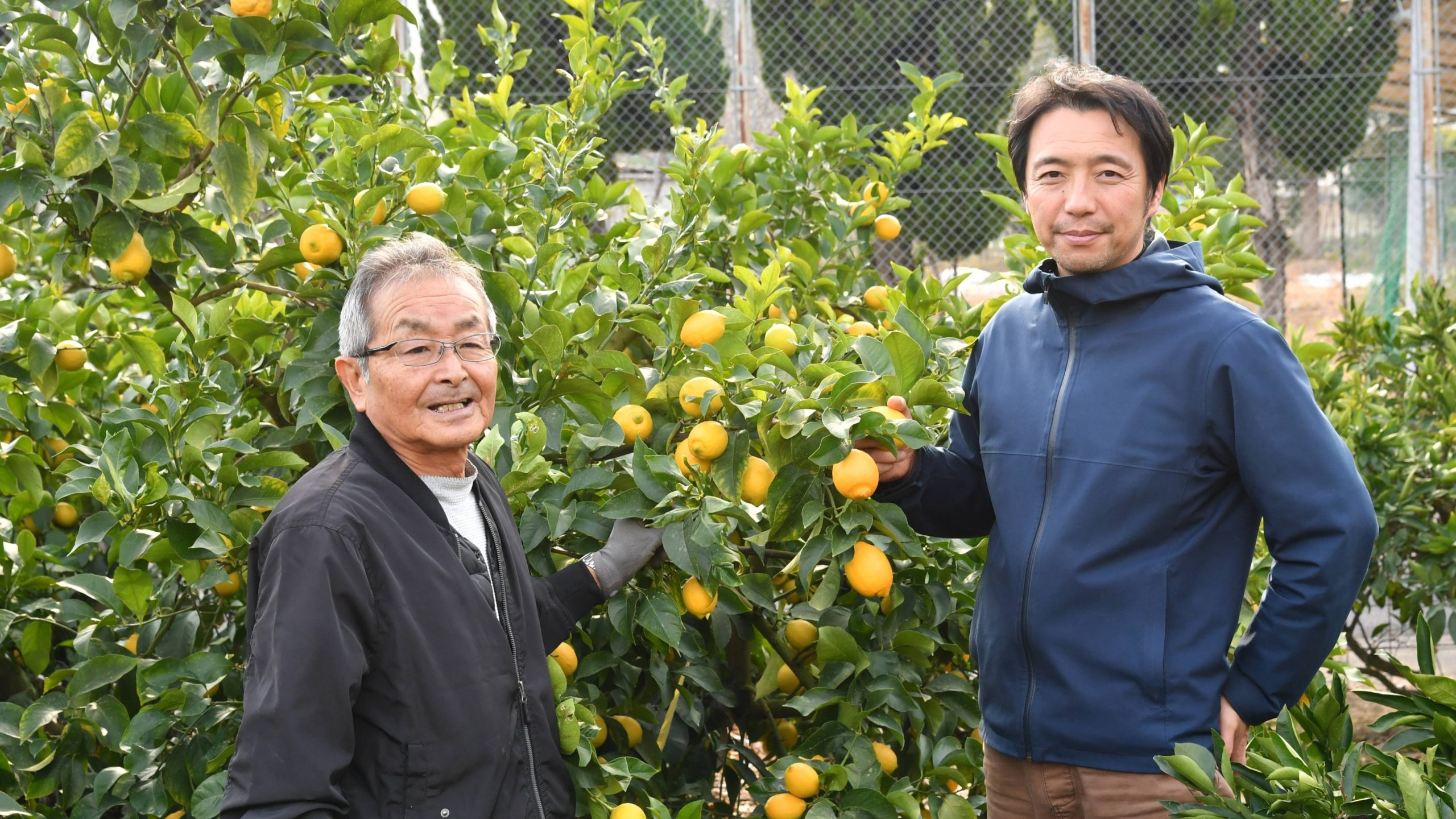 グリーンレモンと新たな仲間 | 山神果樹薬草園